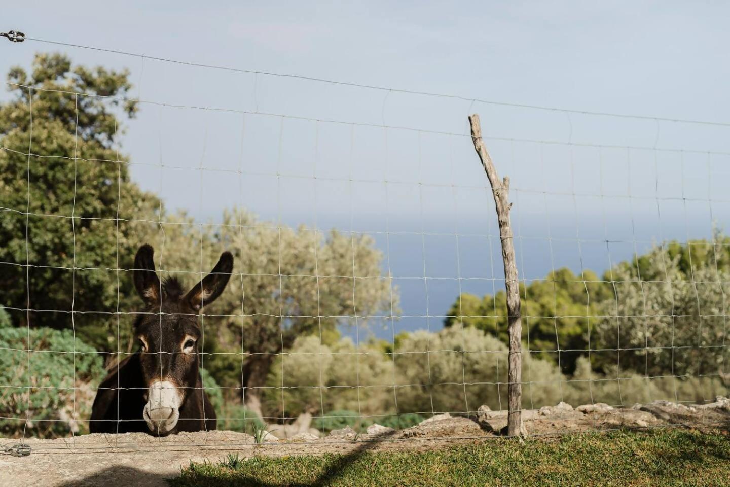 Villa Casa Tramuntana Valldemossa  Zimmer foto